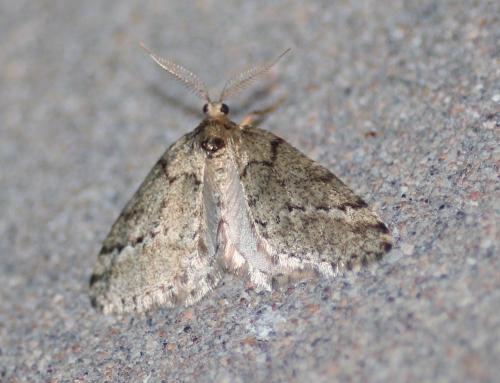 Tephronia sp.